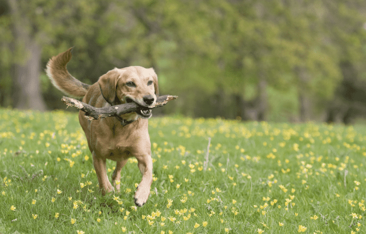 6 of the best properties for dog owners