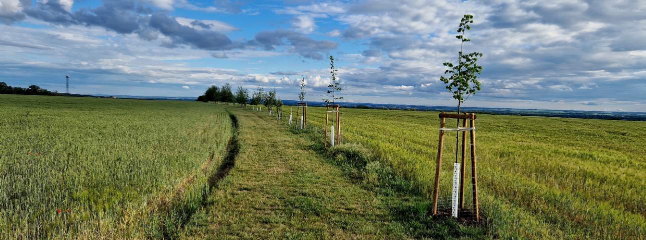 Agroforestry gains momentum and is now recognised in the Sustainable Farming Incentive