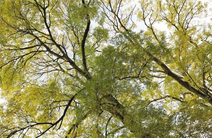 Healthy Ash Tree Canopy