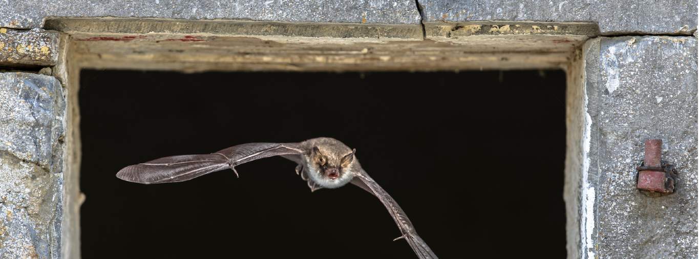 Bat flying out of a barn