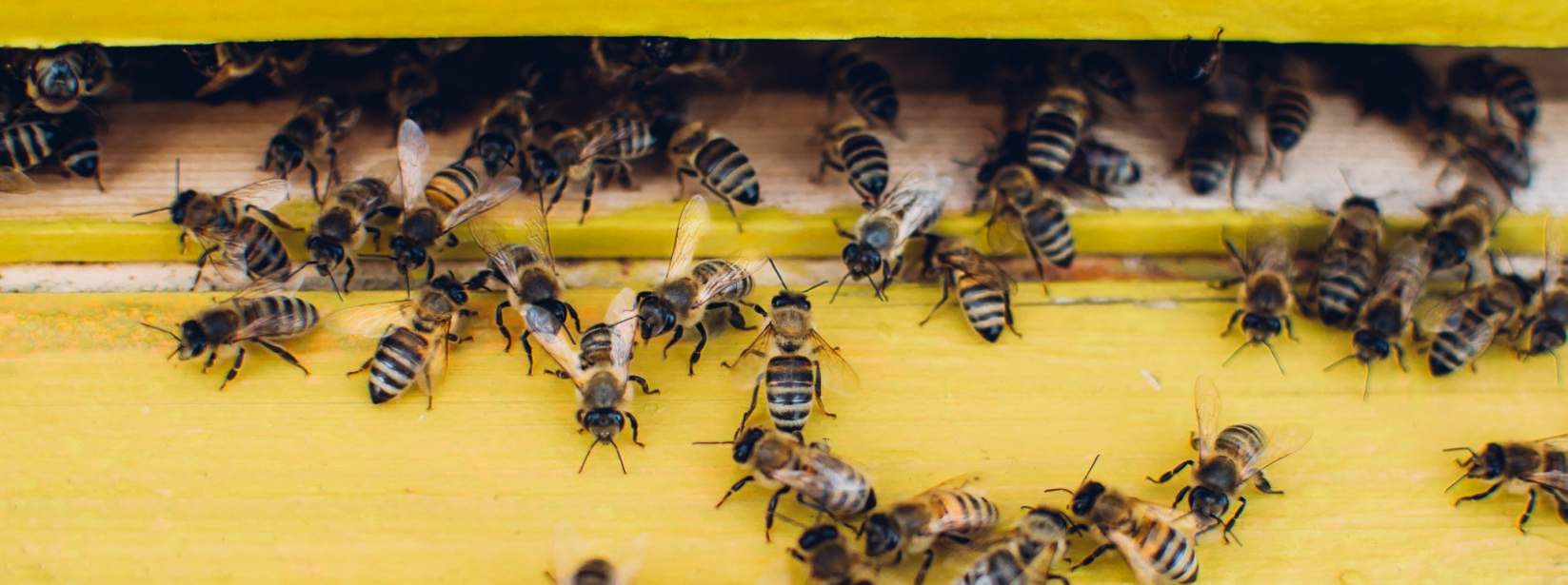 City bee hive
