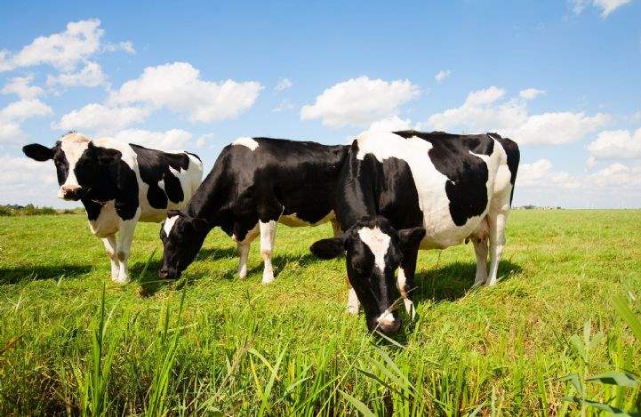 Cows grazing on glebe land