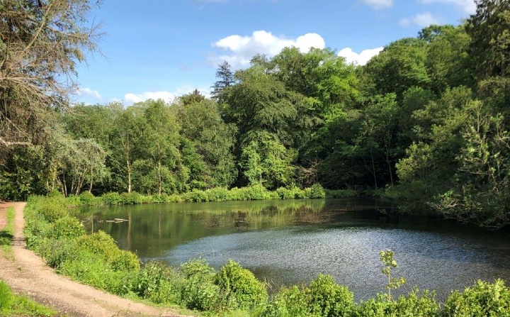 Eagle Hall Woods, Pateley Bridge, Harrogate, North Yorkshire