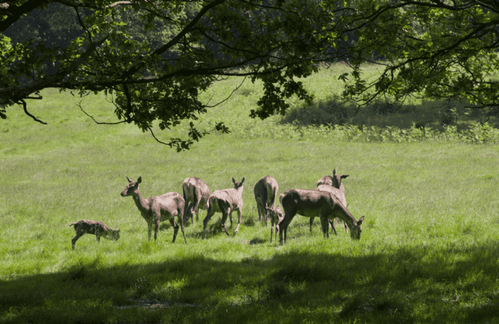 East Sheen in a day