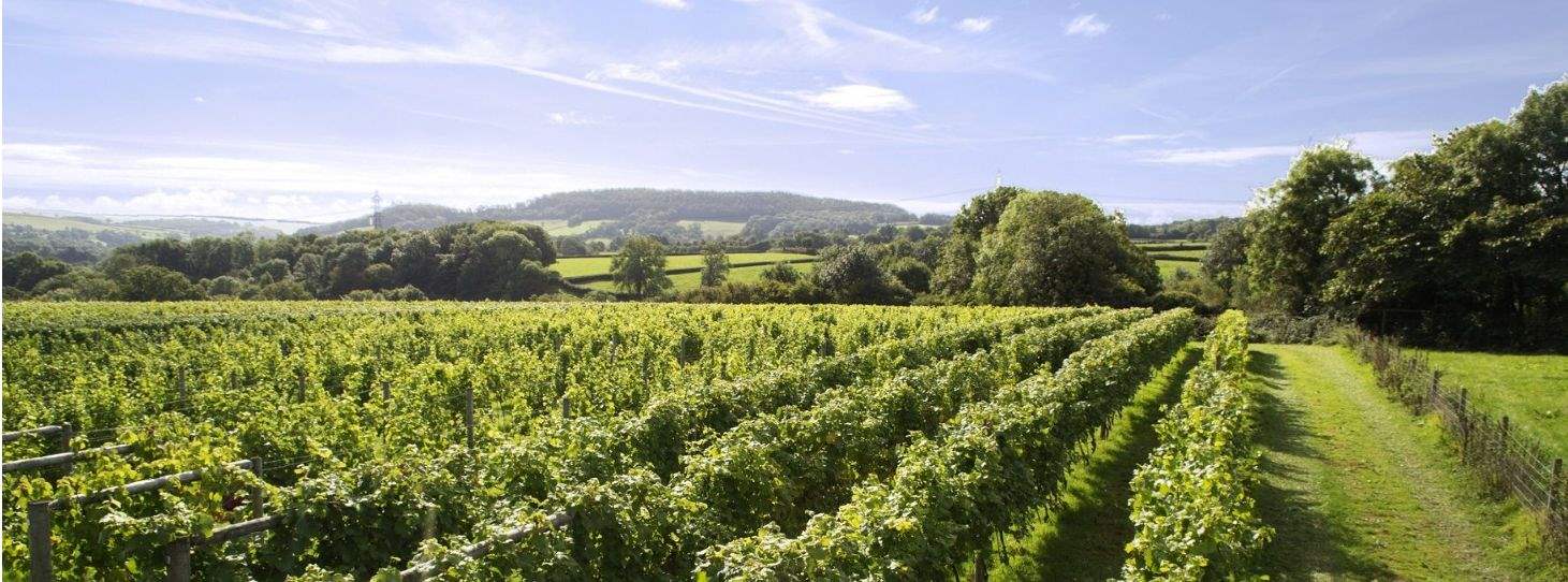 English vineyard at harvest