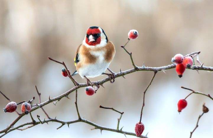 European goldfinch