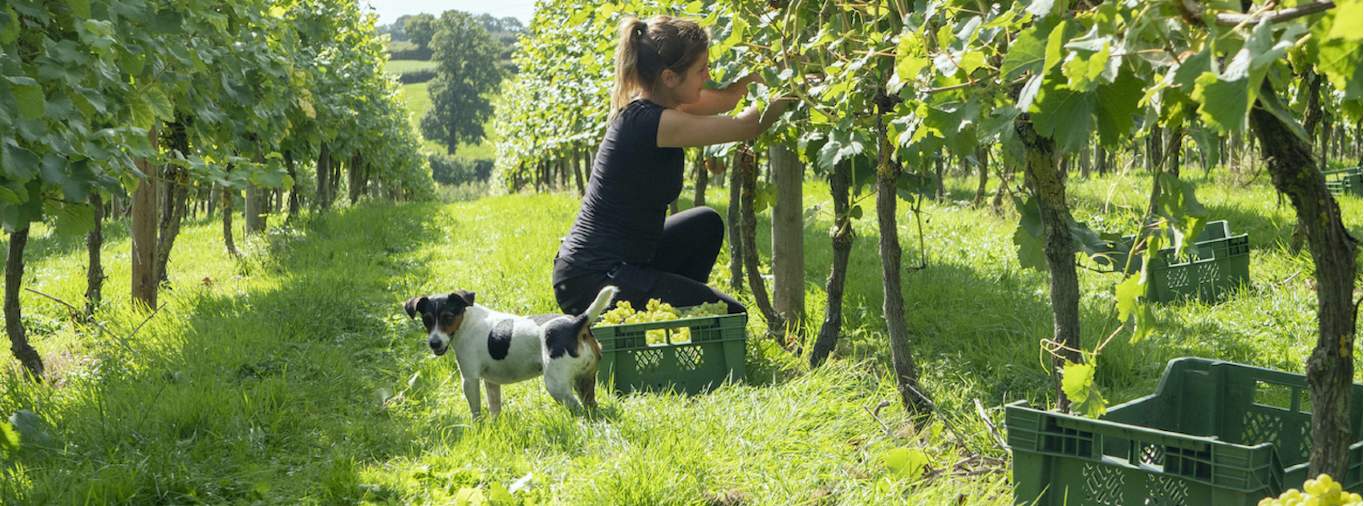 Harvesting grapes in an English vineyard
