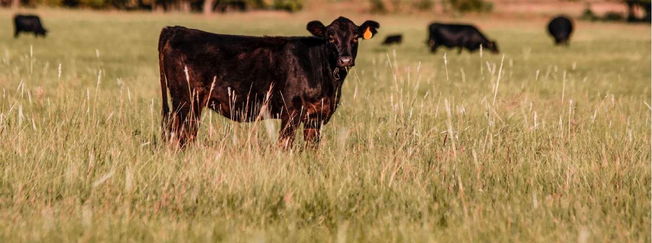 Grazing cattle