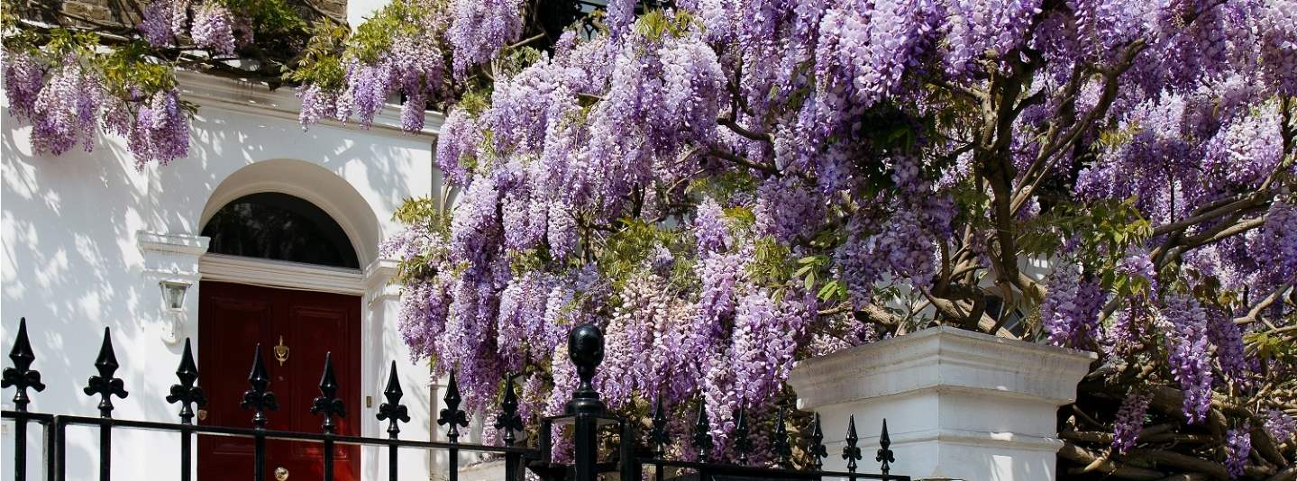 House with lilac tree