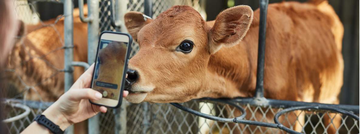 Instagramming a calf