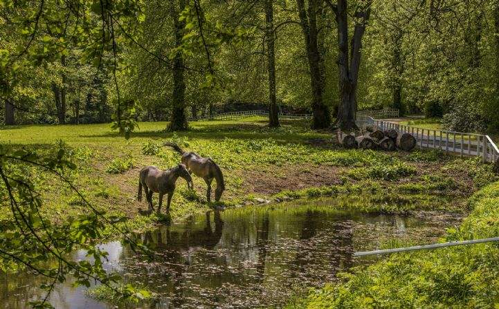 Woodland grounds, Invery House, Banchory, Kincardineshire 