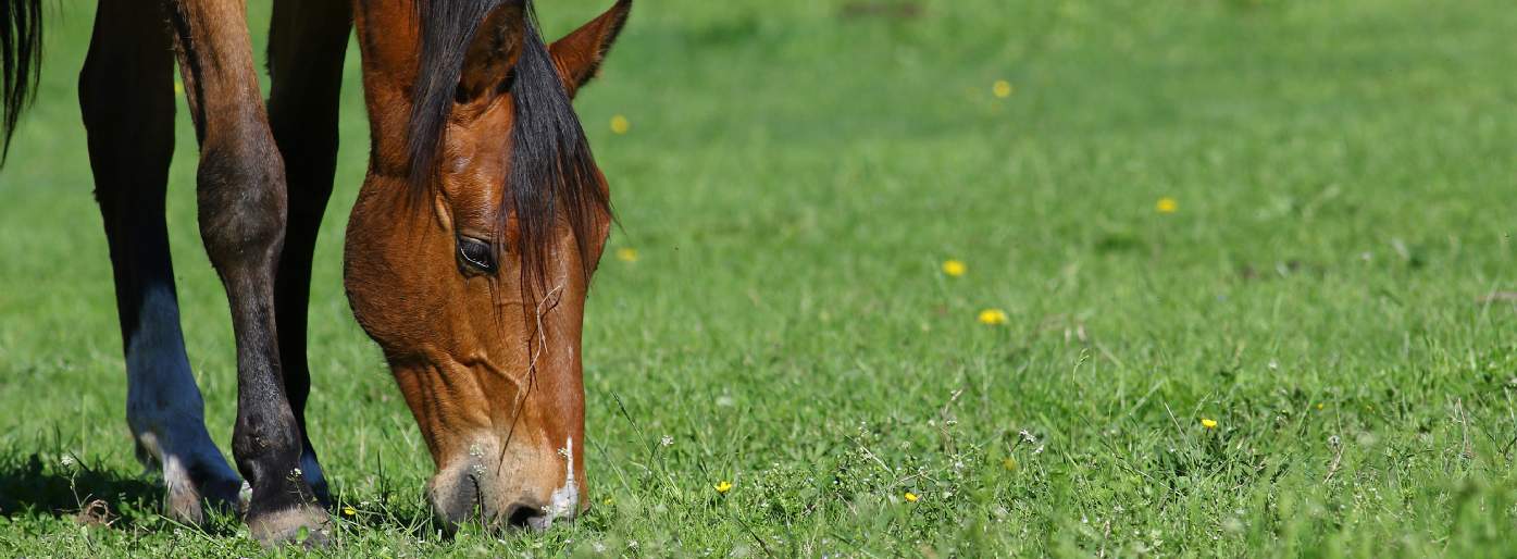 6 of the best equestrian properties
