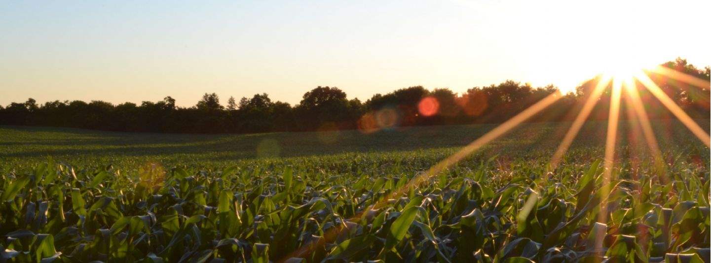 Crops by Jake Gard/Unsplash