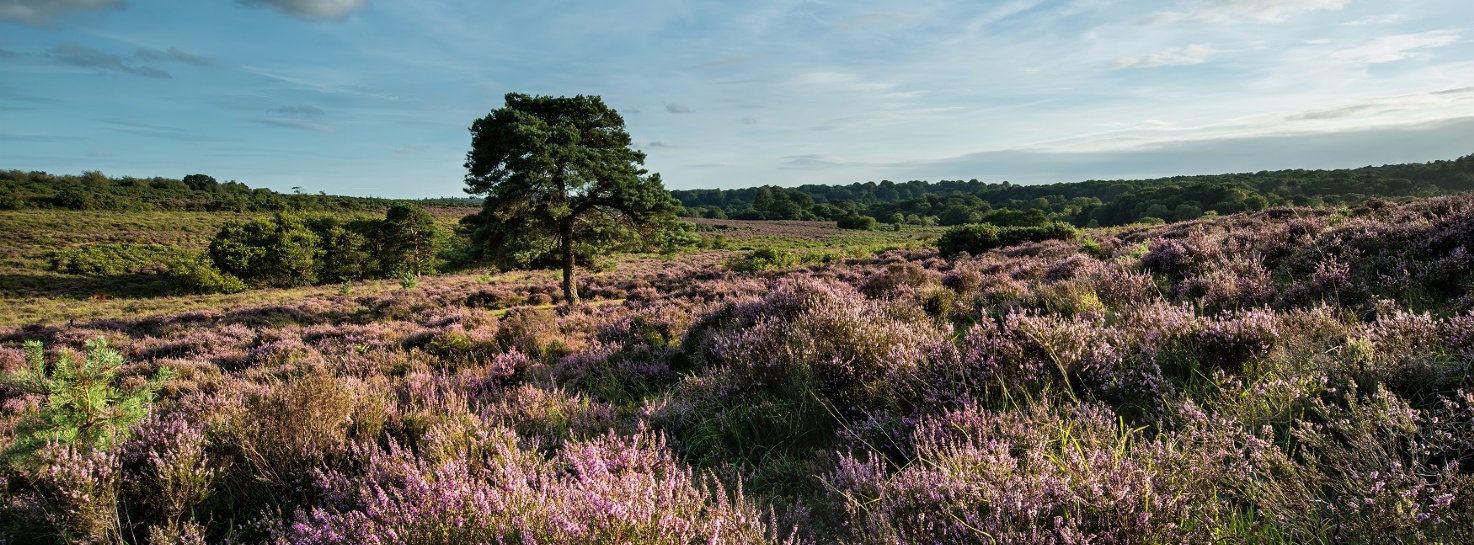 Natural capital of the New Forest