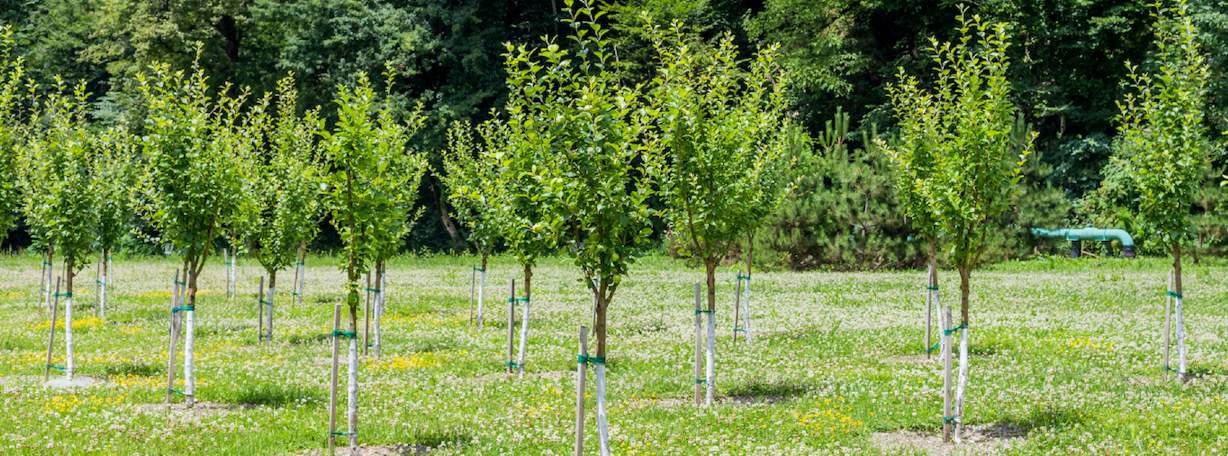 Tree planting on rural land