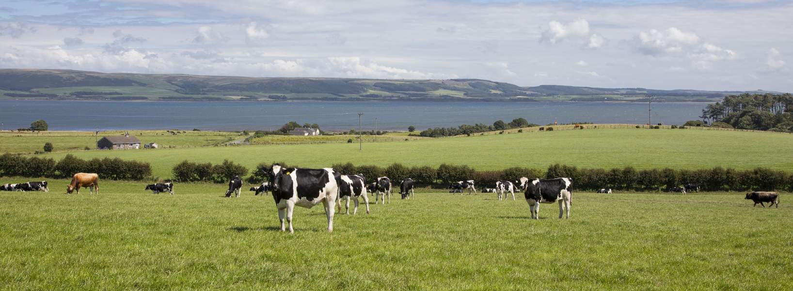 Scottish dairy farms navigating market trends and opportunities