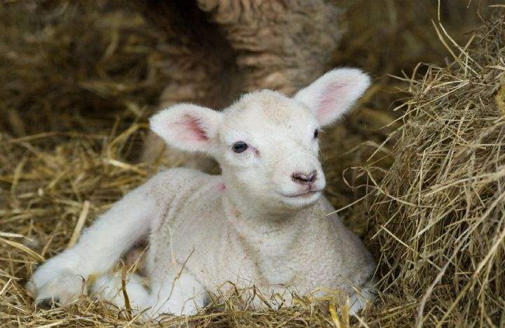 Spring lamb