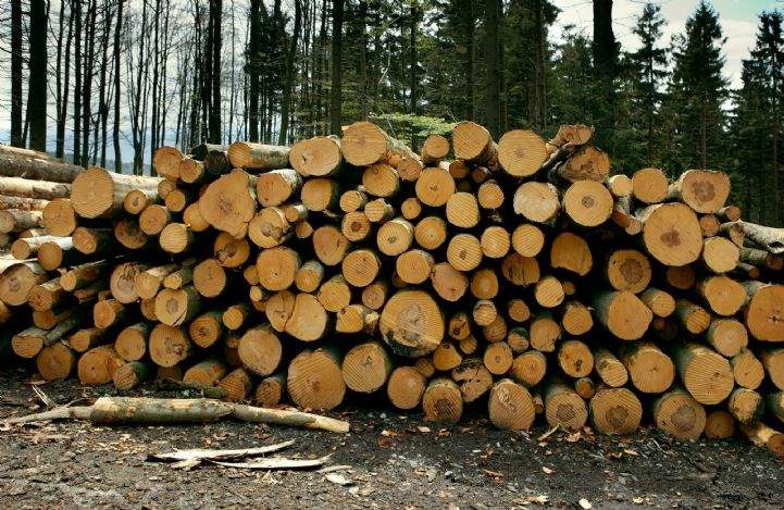 Cut timber 