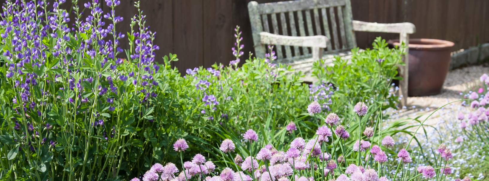 Top tips for the garden this spring