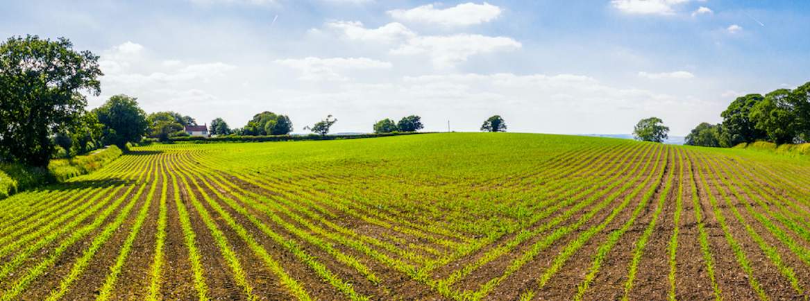 Wheat drilling