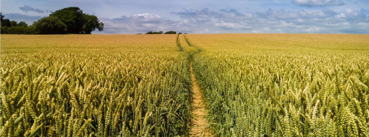 UK wheatfield