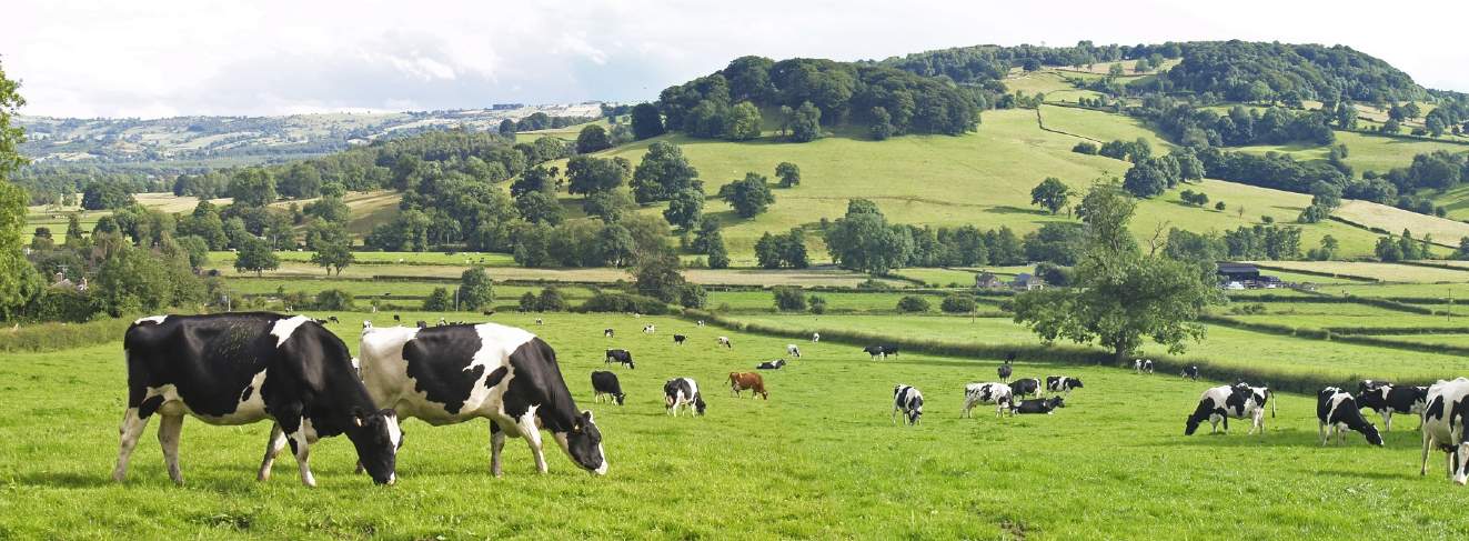Why are Dutch farmers interested in UK dairy farms?